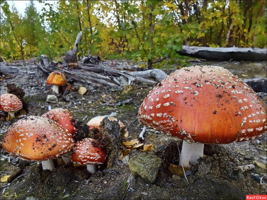 Грибы севера Мурманской области