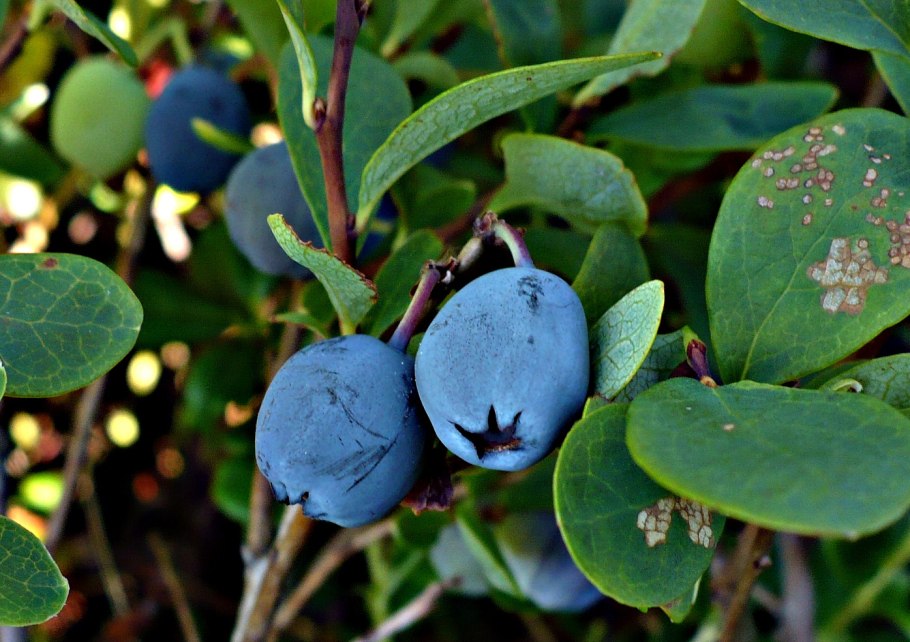 Карельская голубика ягода