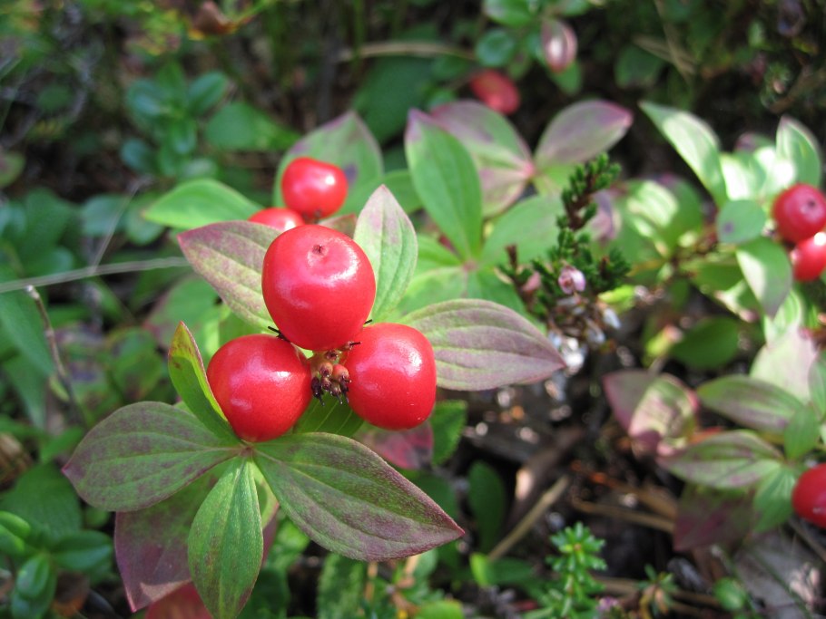 Дёрен шведский