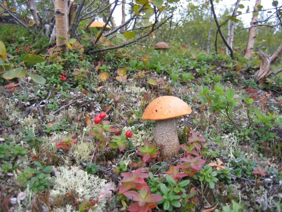 Подосиновики на Кольском полуострове
