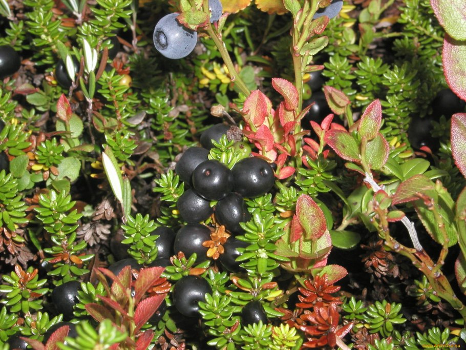 Ягода Заполярья вороника