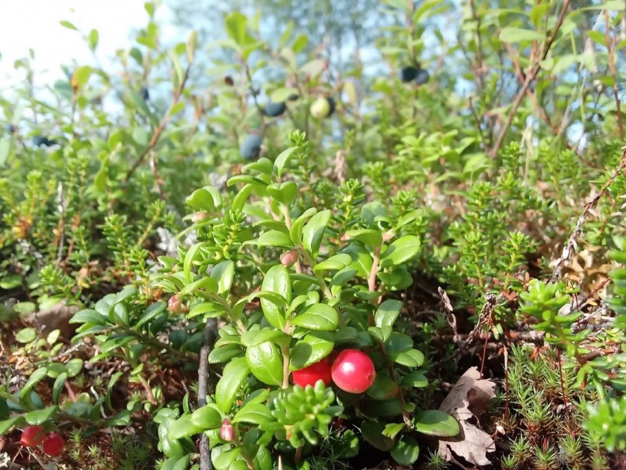 Ягоды Заполярья фото