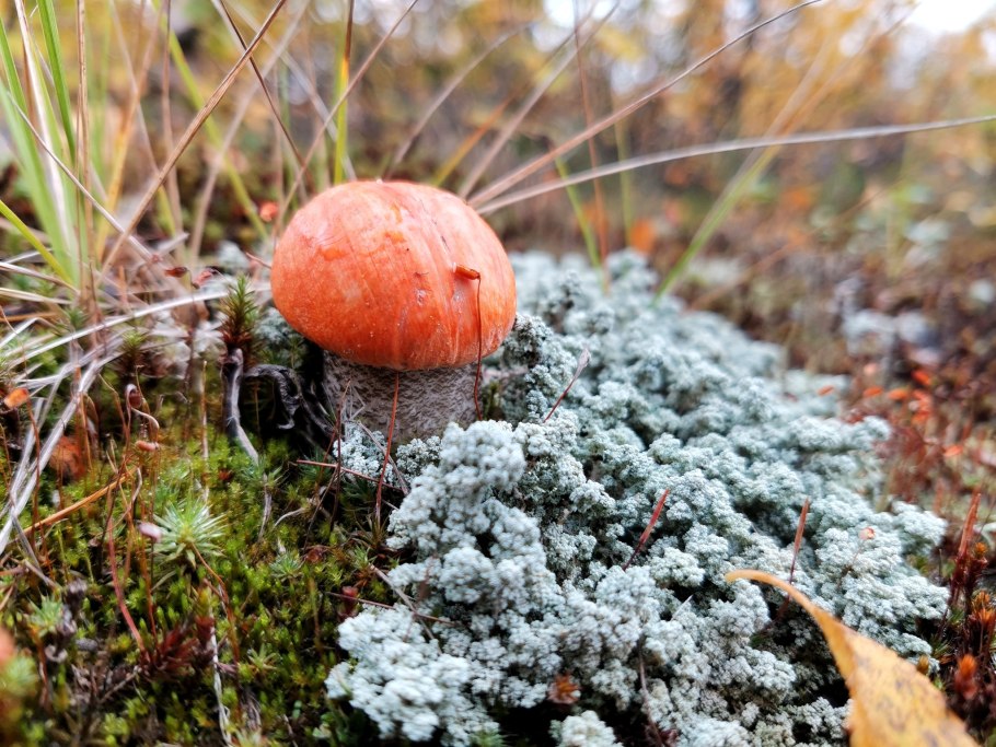 Грибы в Заполярье