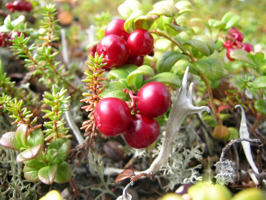 Растения тундры брусника