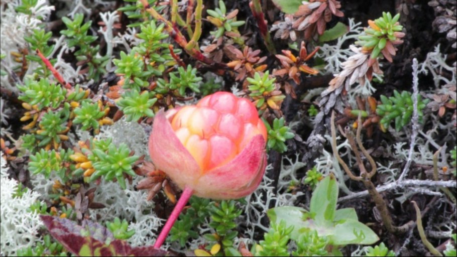 Морошка в Заполярье