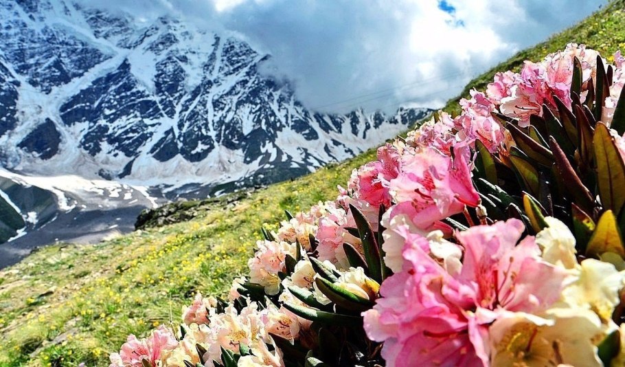 Подснежники Заилийский Алатау