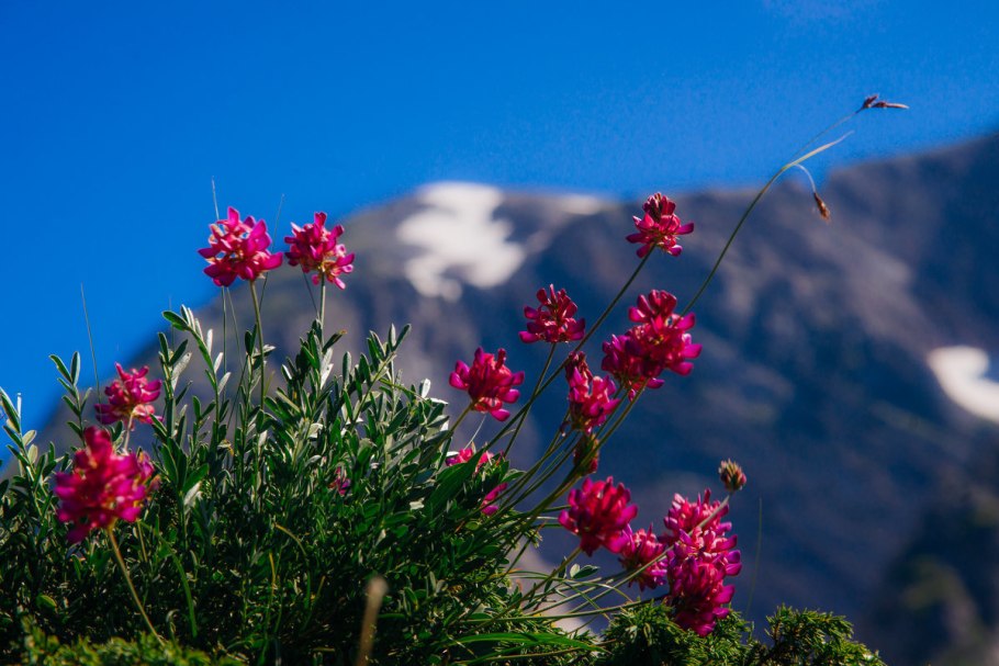 Кавказский заповедник эндемики Флора