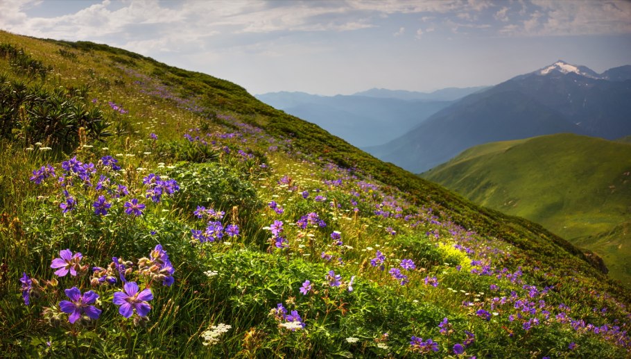 Альпийские Луга Северного Кавказа