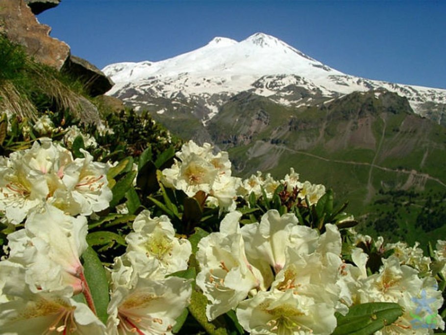 Рододендрон Эльбрус