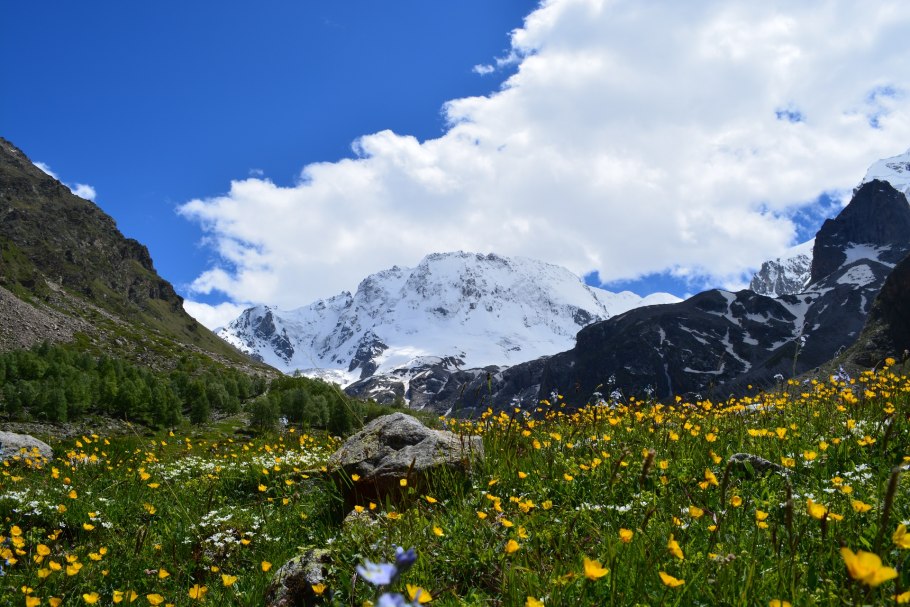 Рододендрон Камчатский