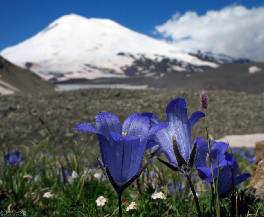 Цветок Эдельвейс на Эльбрусе