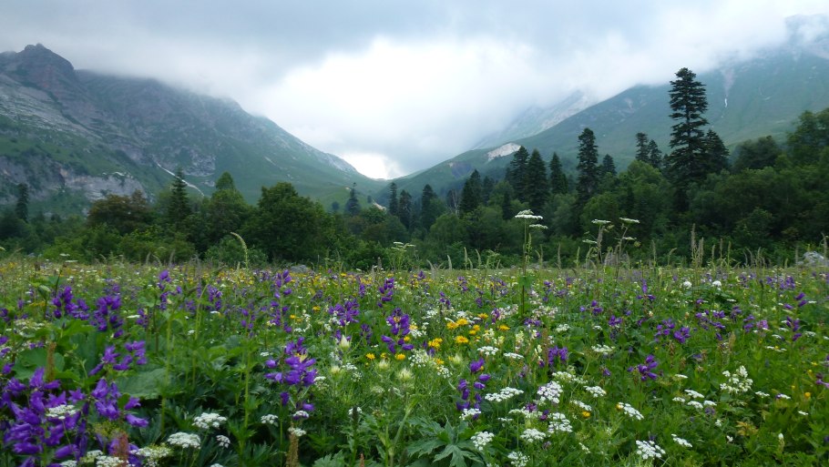 Альпийские Луга Горная Шория