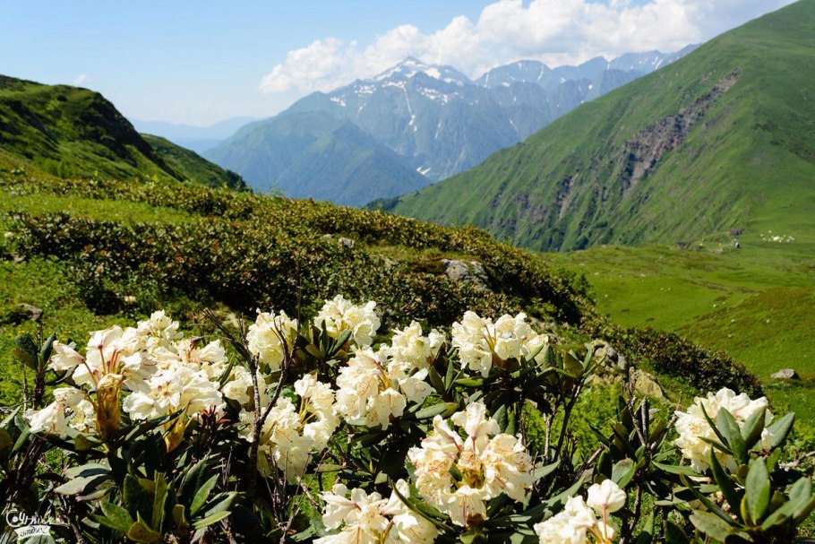 Плато Лаго-Наки Альпийские Луга
