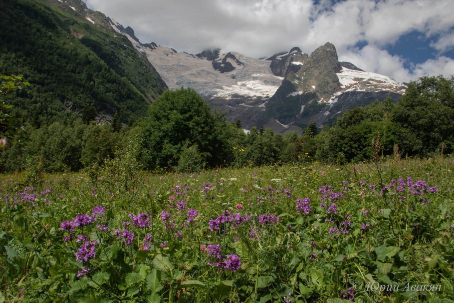 Субальпийские Луга Кавказа