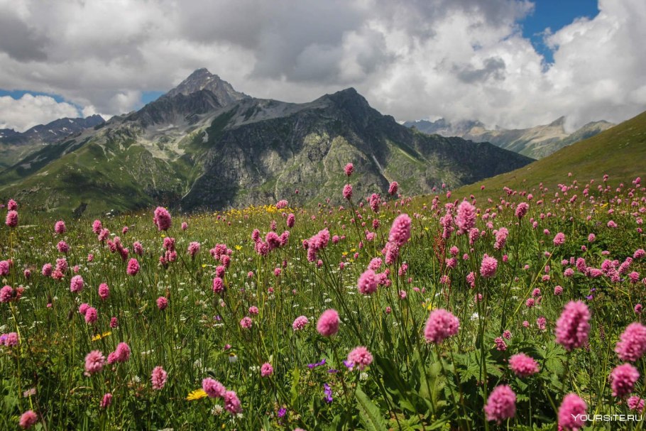 Луга Дагестана Альпийские Дагестана