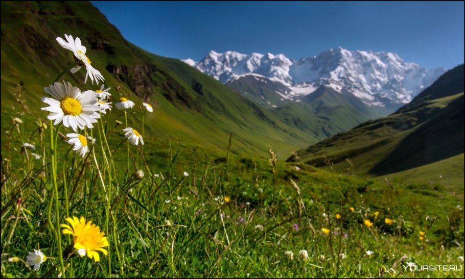 Луга Дагестана Альпийские Дагестана