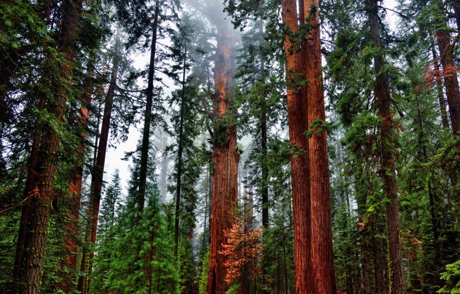 Redwood Forest деревья секвойи