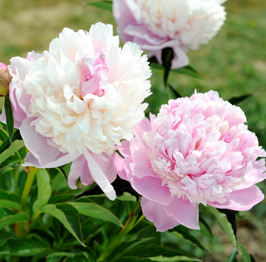 Пион Raspberry Sundae