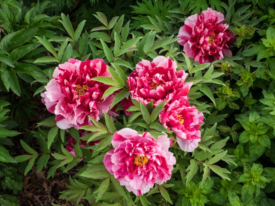 Пион молочноцветковый Ширли Темпл