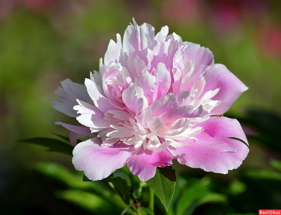 Пион Candy Stripe