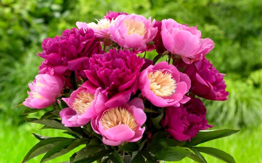 Пион миссис Хемерик