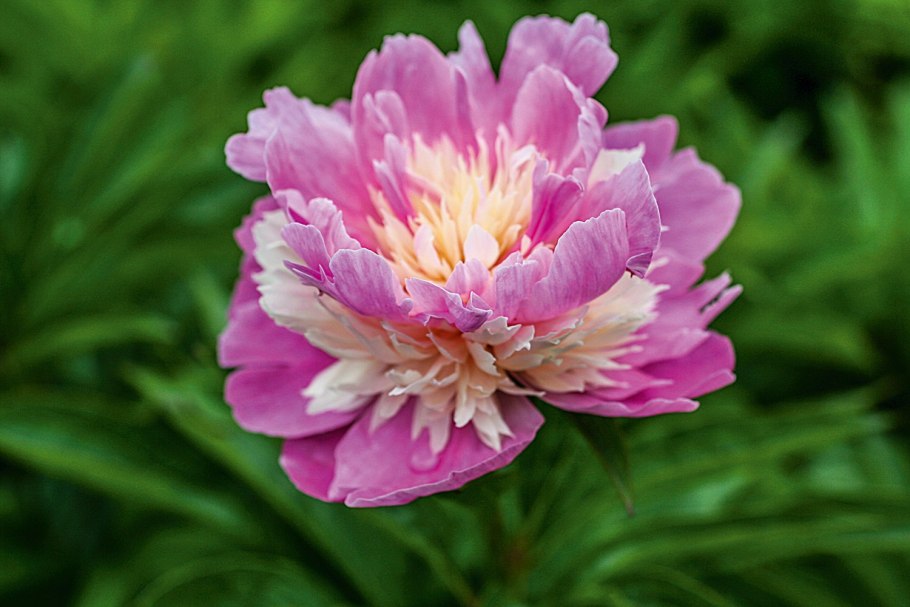 Пион Kirinmaru (КИРИНМАРУ)