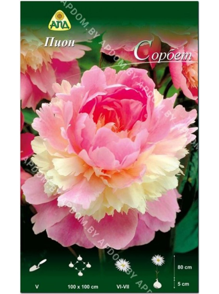 Пион мадам калот