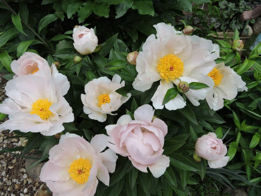 Пион Беллевиль