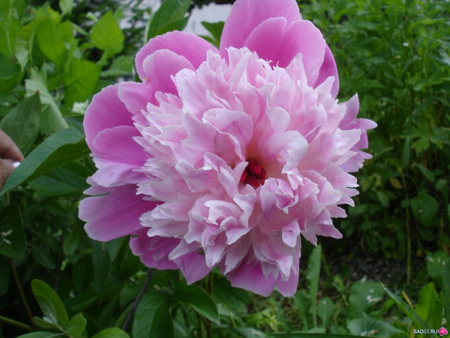 Пион молочноцветковый Sorbet (сорбет)