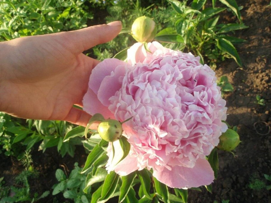 Пион сорбет сайт Ворошиловой