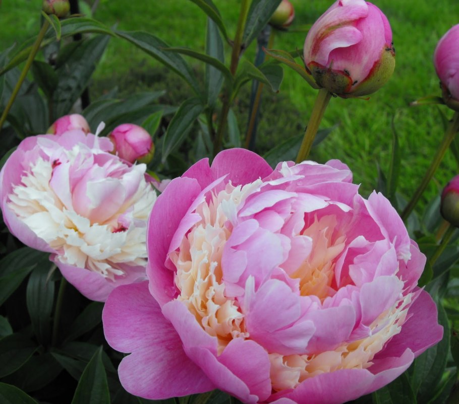 Пионы пионы щербет