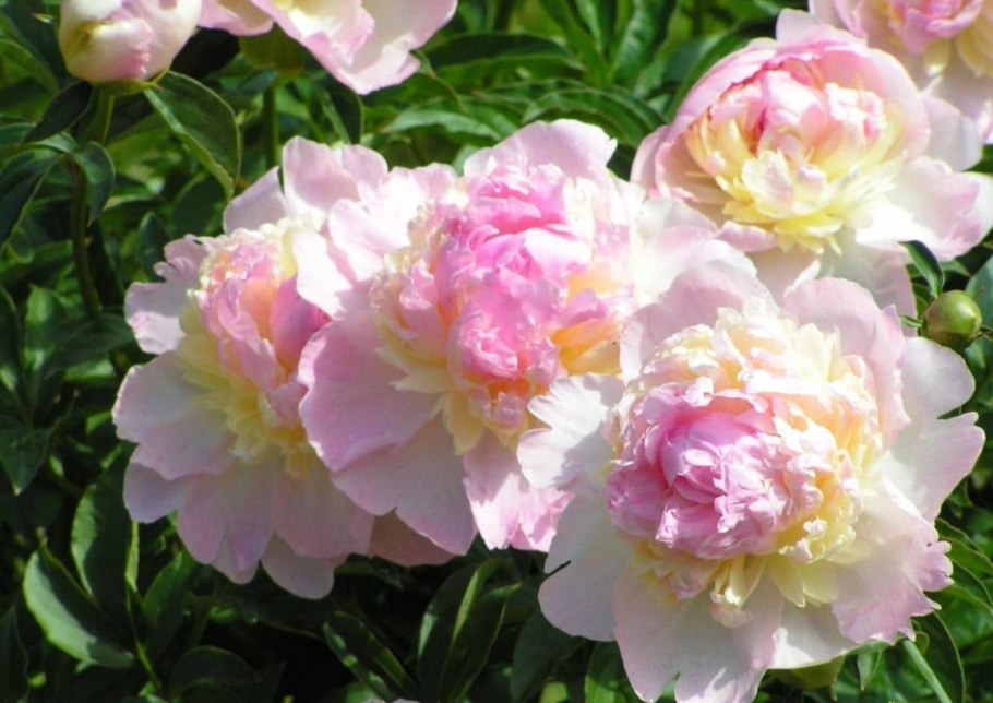 Пион Глуар де Шарль Гомбо