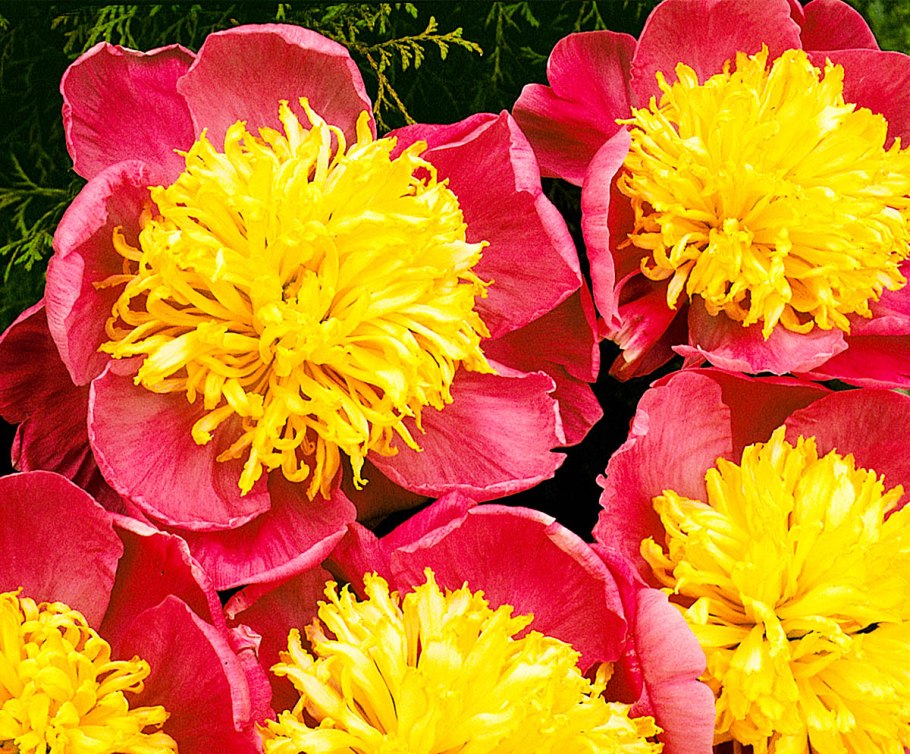 Пион травянистый сорбет