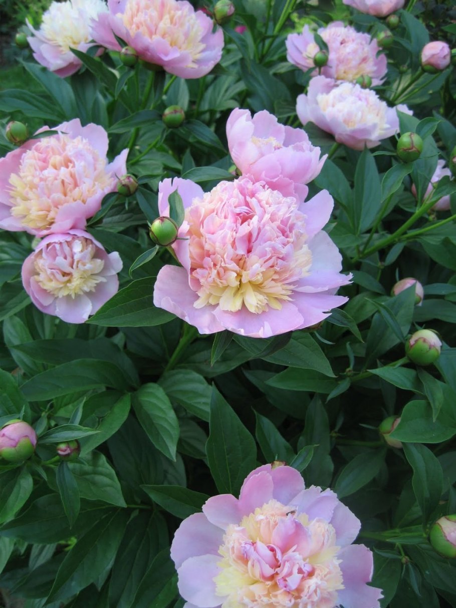 Пион Sorbet (10-15см/с2-c3)