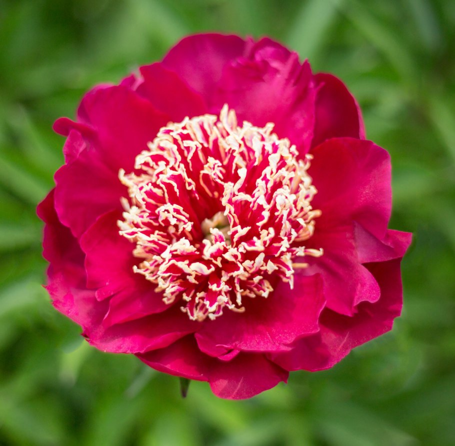 Madame Calot пион