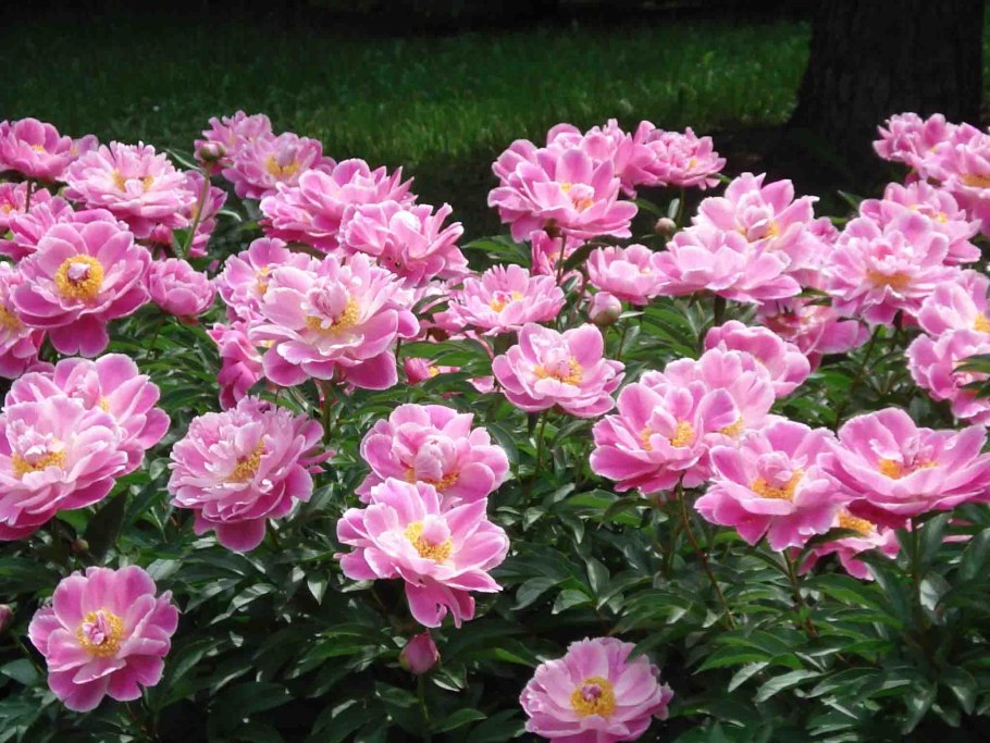 Пион пинк луау