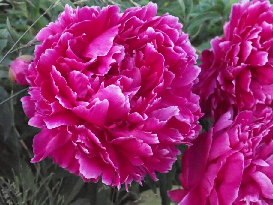 Пион Имакулее