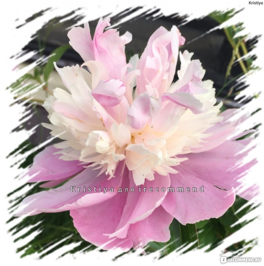 Пион сорбет семена