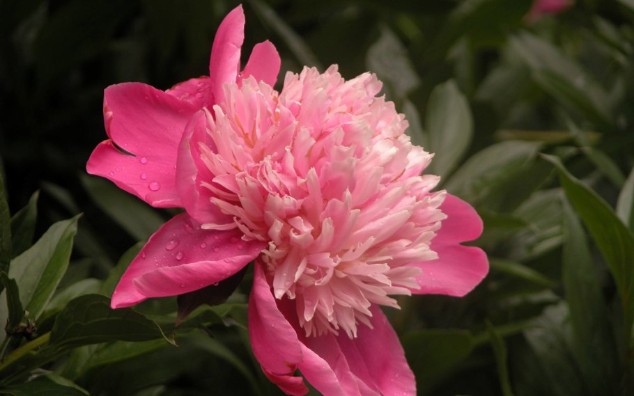 Пион травянистый пастель Элеганс