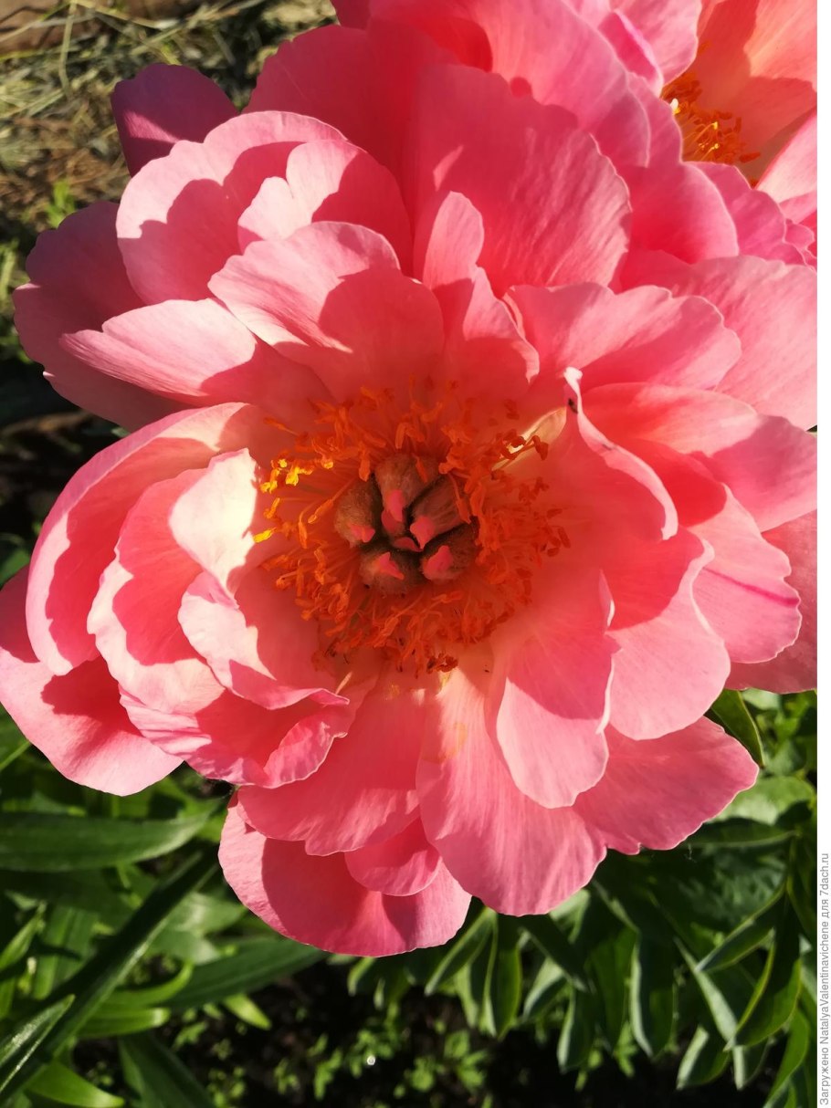 Пион молочноцветковый Sorbet