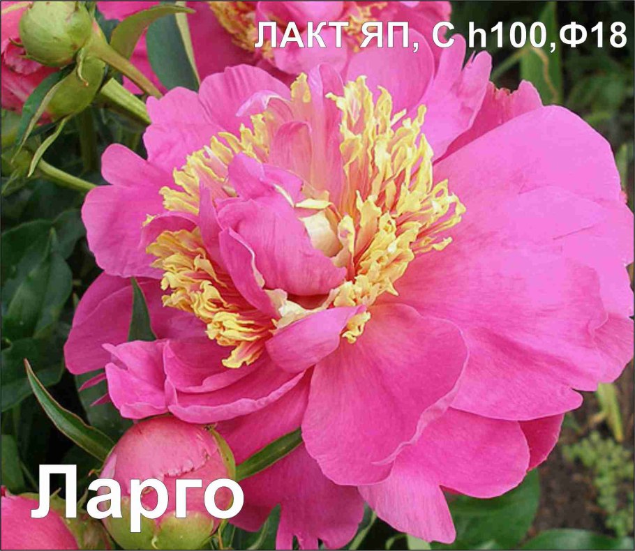 274. Sorbet пион