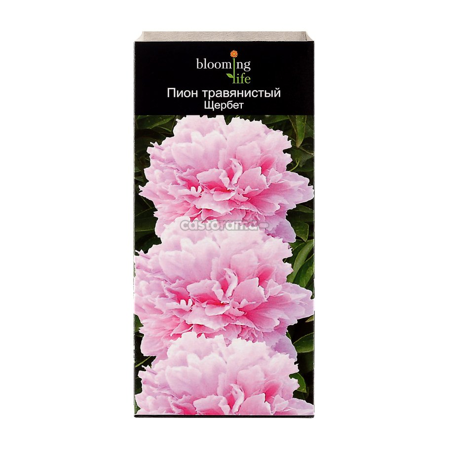 Пион Гранд массив