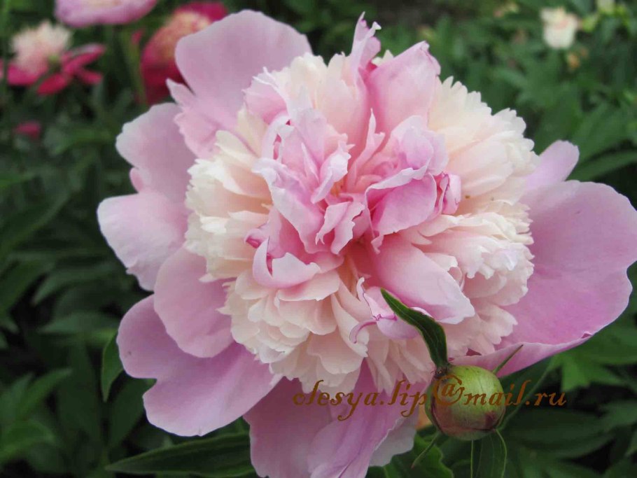 Пион старый замок