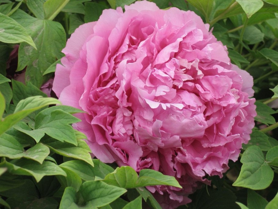 Пион молочноцветковый 'Mister ed'