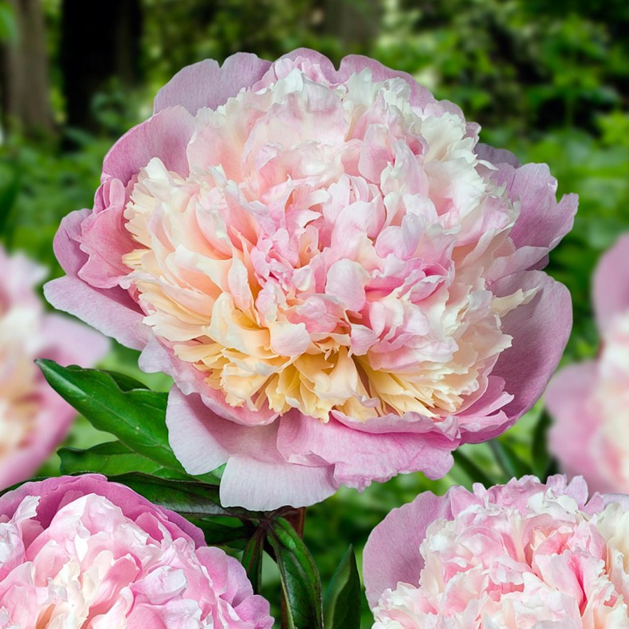 Пион эмиль дебатен