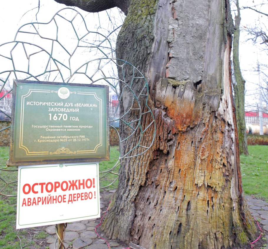 Городской сад Краснодар дубы