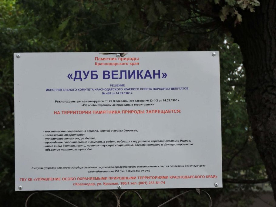 Дуб великан табличка