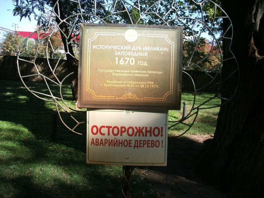Дуб великан Саратов Кумысная Поляна