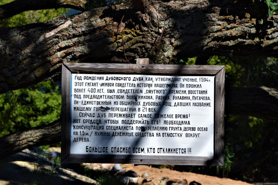 Старинные дубы Петровские сообщение