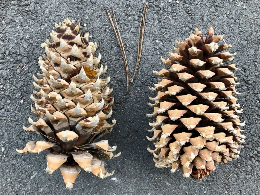 Pinus lambertiana шишки